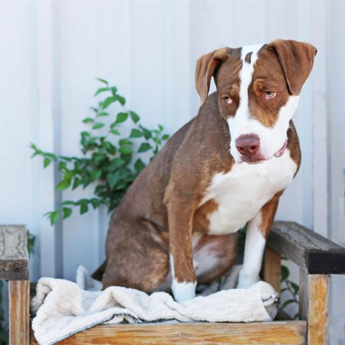 SR. CUTENESS, a dog for adoption from Albuquerque Animal Services - Eastside