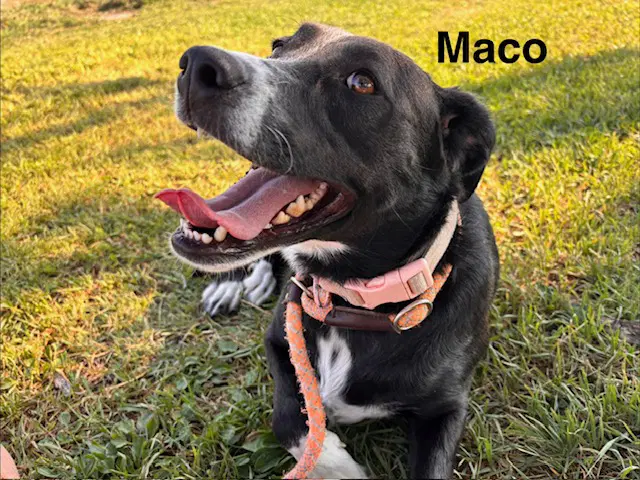 Maco - Labrador Retriever