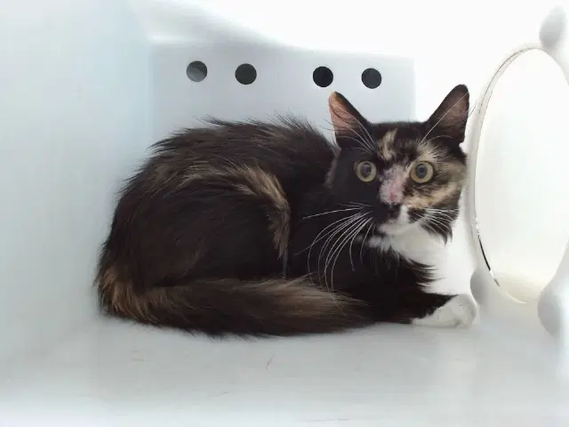 Harmonica - Domestic Medium Hair