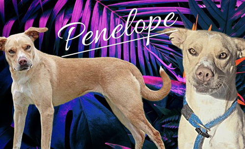 PENELOPE, a dog for adoption from Albuquerque Animal Services - Eastside