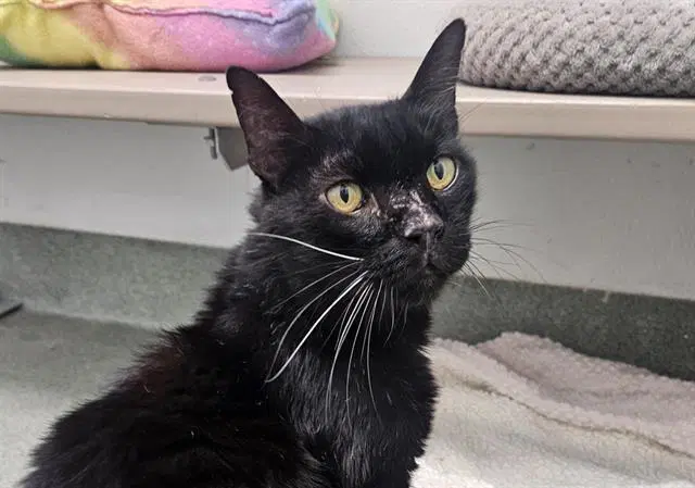 Batman - Domestic Short Hair