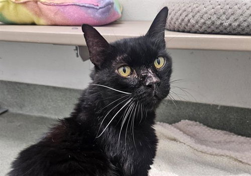 picture of the cat needing adoption