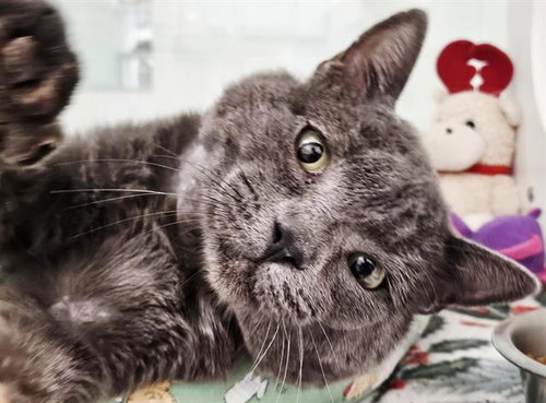 picture of the cat needing adoption