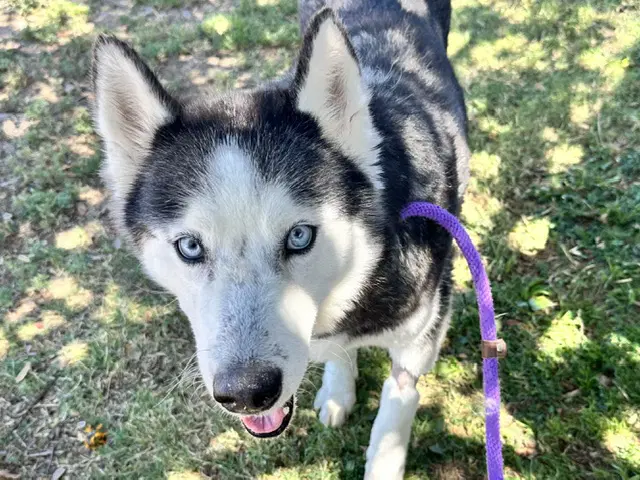 Snow - Siberian Husky