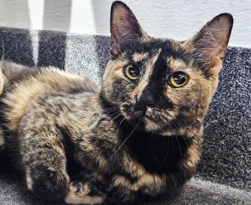 ANNA MARIE - Domestic Short Hair available for adoption