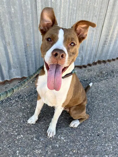 Papa - Pit Bull Terrier
