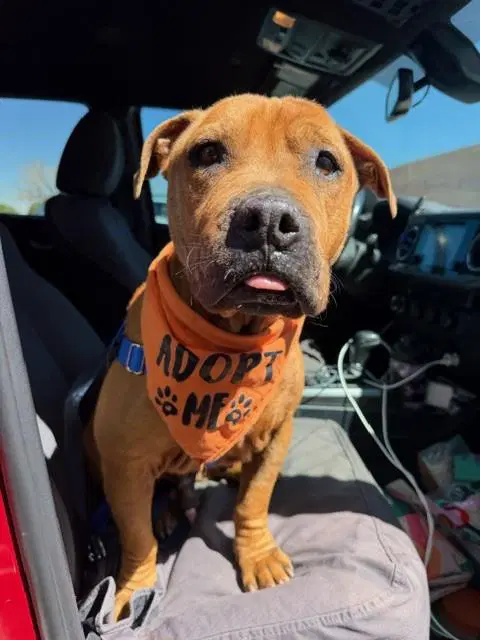 Spock - Pit Bull Terrier
