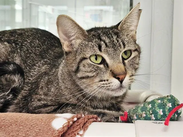 Shell - Domestic Short Hair