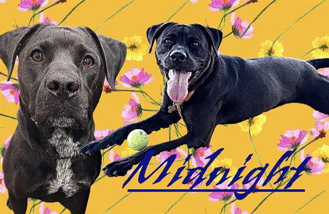 Midnight - Cane Corso Mastiff