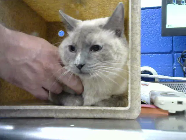 Lucinda - Domestic Short Hair
