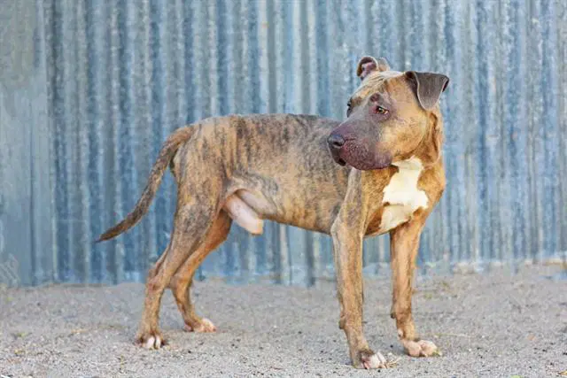 Bacardi - Pit Bull Terrier