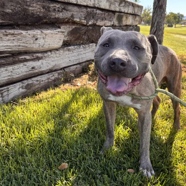 Bacardi - Pit Bull Terrier