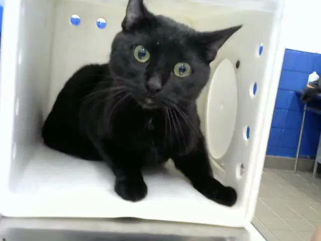 Velas - Domestic Short Hair