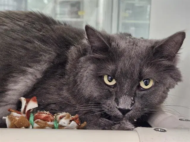 Misty - Domestic Long Hair