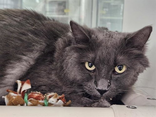 picture of the cat needing adoption
