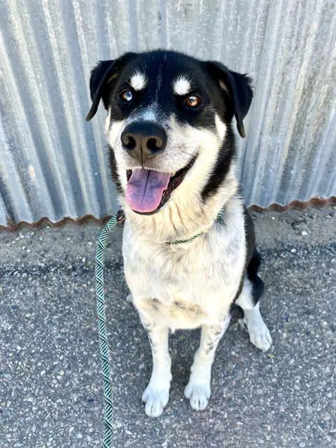 Bentley - Australian Cattle Dog/Blue Heeler