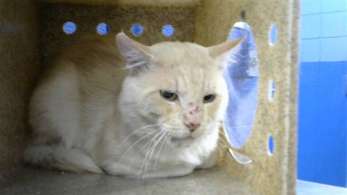 picture of the cat needing adoption