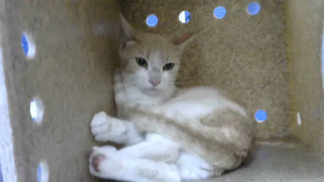 Yolk - Domestic Short Hair