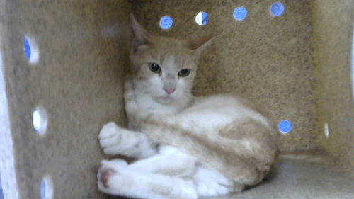 picture of the cat needing adoption