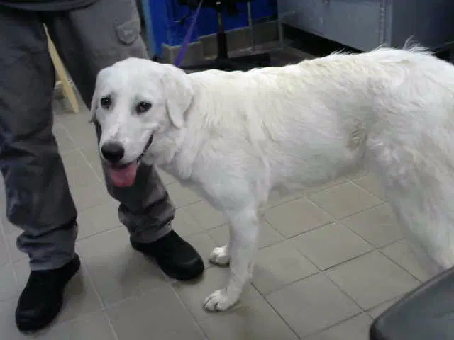 Sofi - Great Pyrenees