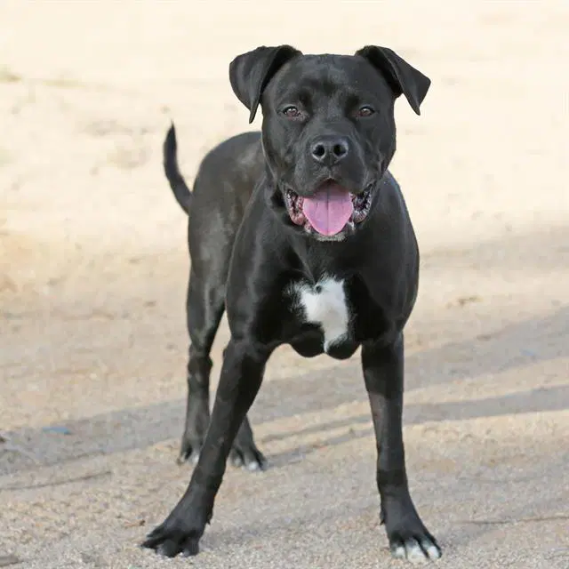 Thorsten - American Pit Bull Terrier