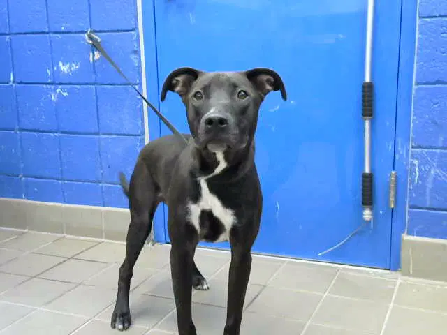 Chaco - American Pit Bull Terrier