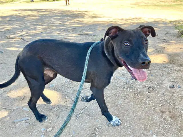 Chaco - American Pit Bull Terrier