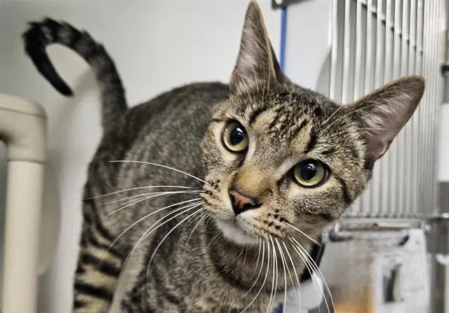 Choppa - Domestic Short Hair