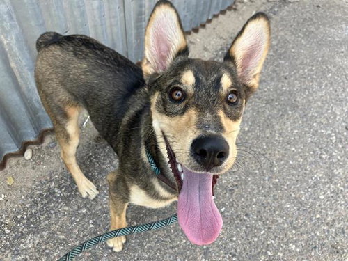 RANKO, a dog for adoption from Albuquerque Animal Services - Eastside
