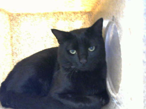 ARMANI - Domestic Medium Hair available for adoption