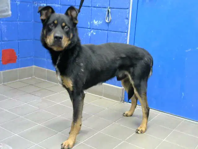 Anubis - Rottweiler