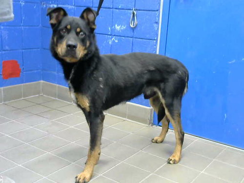 ANUBIS - Rottweiler available for adoption