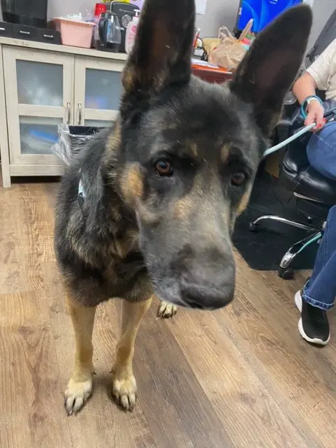 Koda - German Shepherd Dog