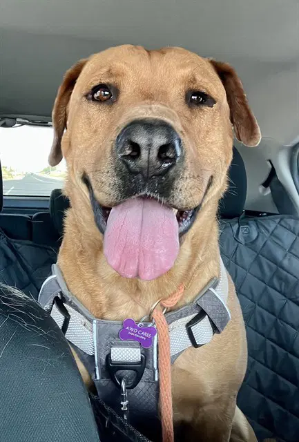 Scooby - Labrador Retriever