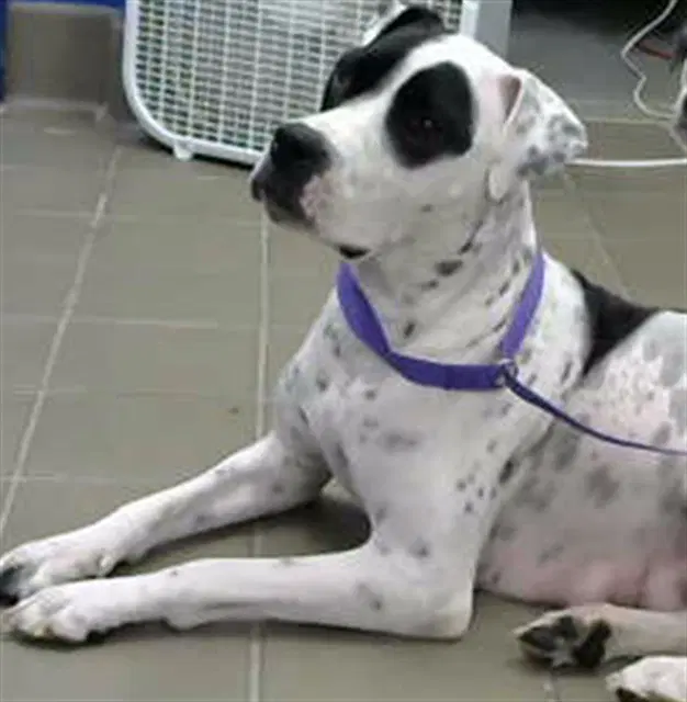 Mamma Jane - American Pit Bull Terrier