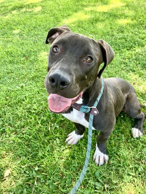 Zero - Pit Bull Terrier