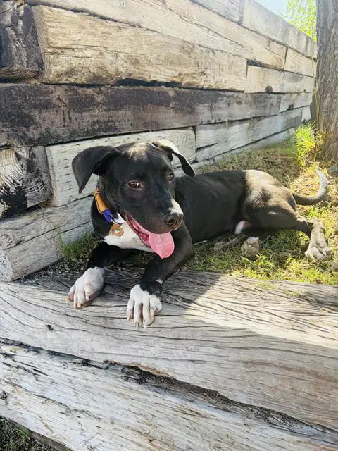 Zero - Pit Bull Terrier