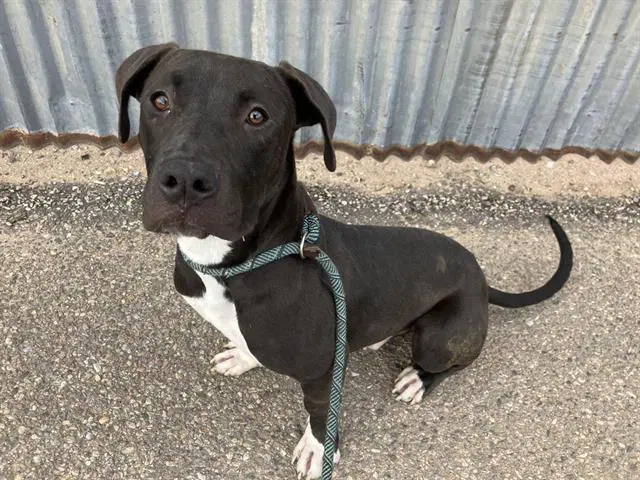 Zero - Pit Bull Terrier