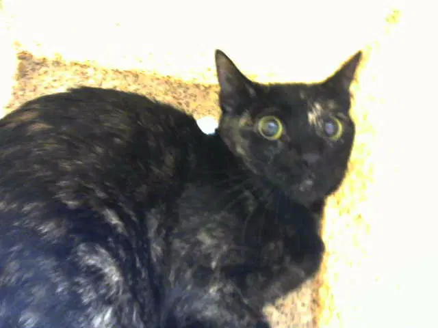 Delilah - Domestic Short Hair
