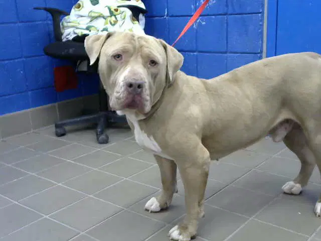 Canelo - American Bulldog