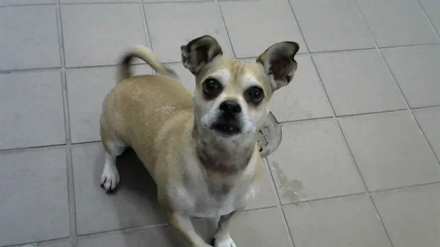 Karema - Chihuahua
