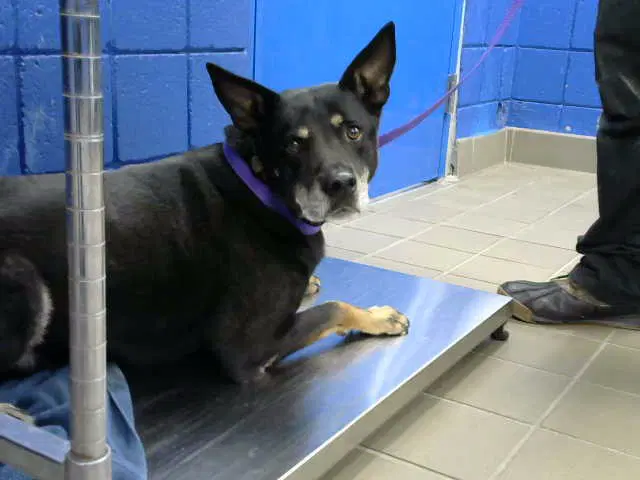 Blue - German Shepherd Dog