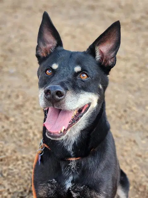 Blue - German Shepherd Dog