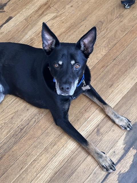 BLUE, a dog for adoption from Albuquerque Animal Services - Eastside