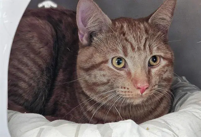 Cheeto - Domestic Short Hair