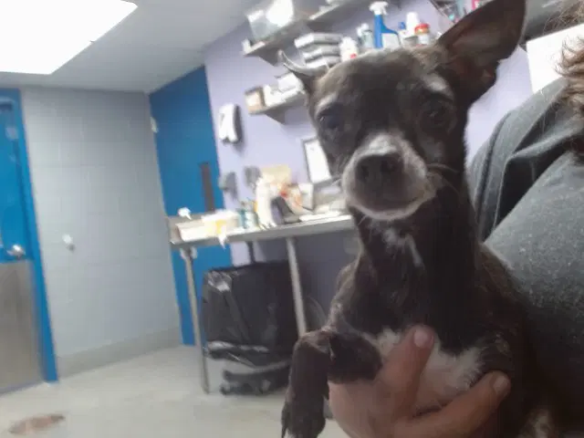 Nibbles - Chihuahua