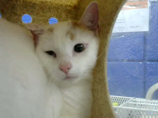 Dubba - Domestic Medium Hair