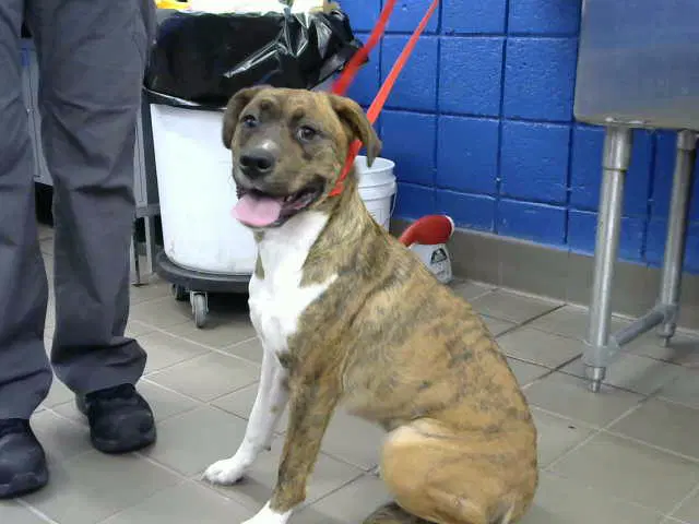 Coco - American Pit Bull Terrier