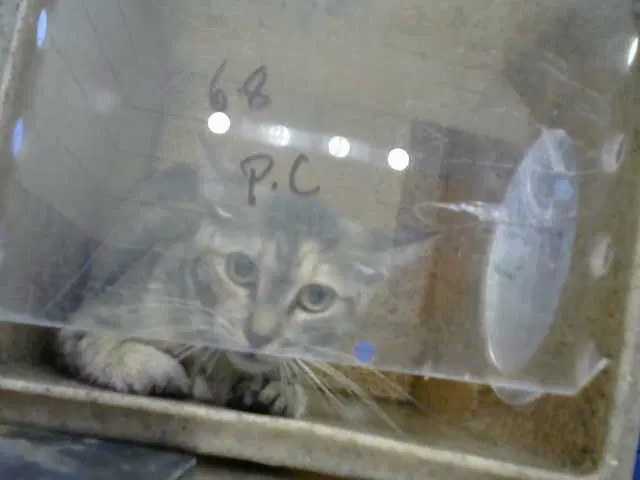 Ernesta - Domestic Short Hair