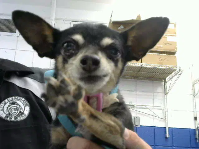 Neika - Chihuahua